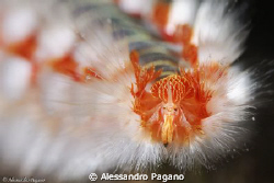 Hermodice carunculata by Alessandro Pagano 